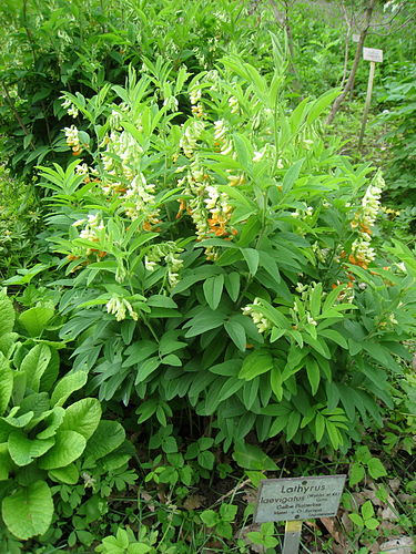 Lathyrus laevigatus